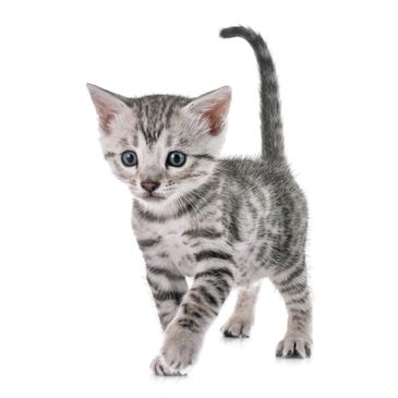 A snow bengal kitten