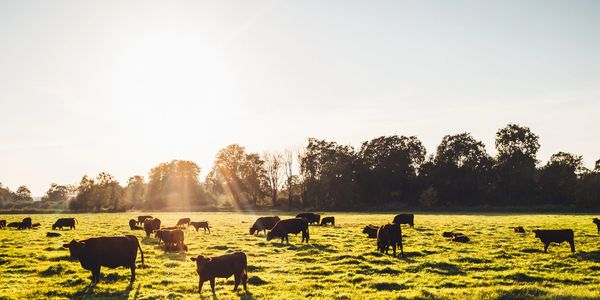 Cattle grazing in pasture