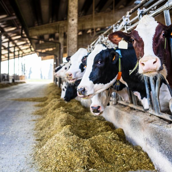Cows eating hay inside a barn with metal feeding racks.