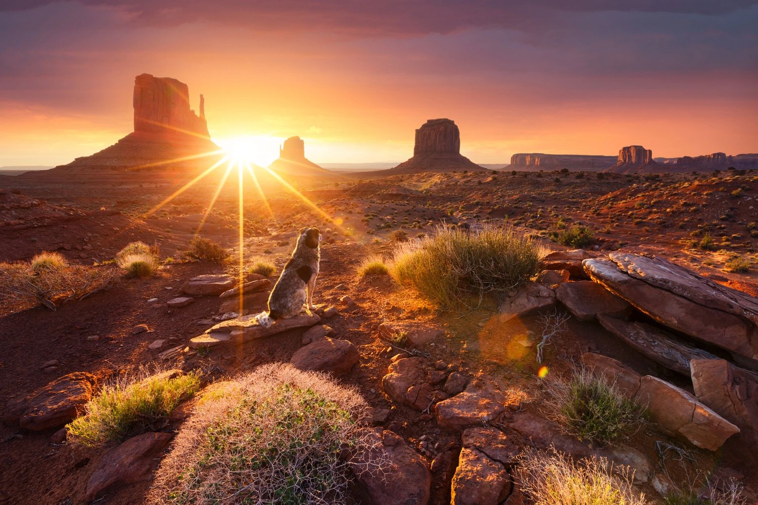 Dog sitting on rocks watching the sunset over Monument Valley.