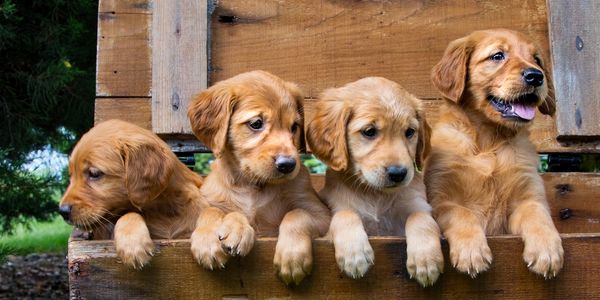 Golden retriever puppies