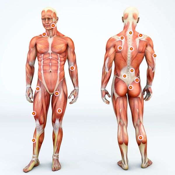 Muscular system with trigger points marked on front and back view.
