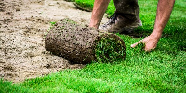 Person installing a roll of sod on soil.