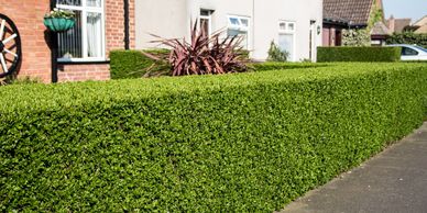 Hedge trimming near me.  Middletown, Franklin, Monroe, Trenton.  Quality work, great price.