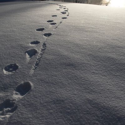 Wolf paw prints trail across fresh snow under soft light.