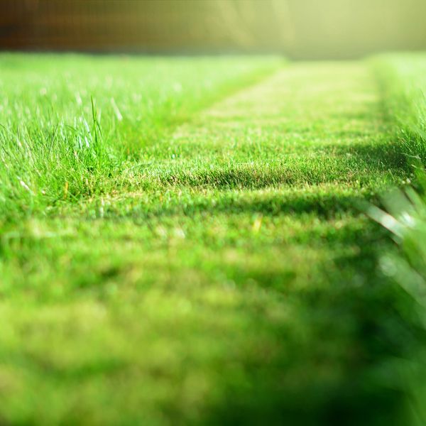 Sunlit green grass path in a garden.