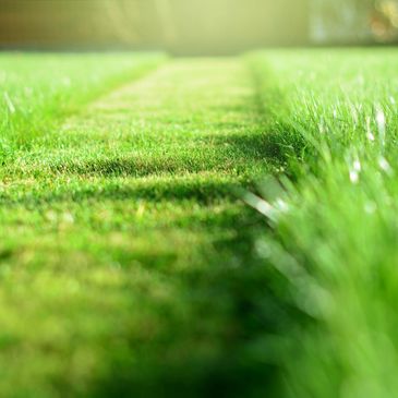 Sunlit green grass with a mowed path in the middle.