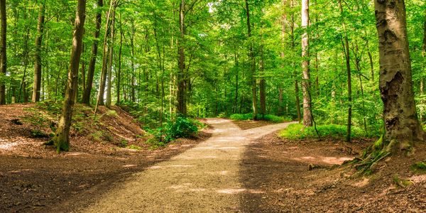 A sunlit forked path in a lush green forest.