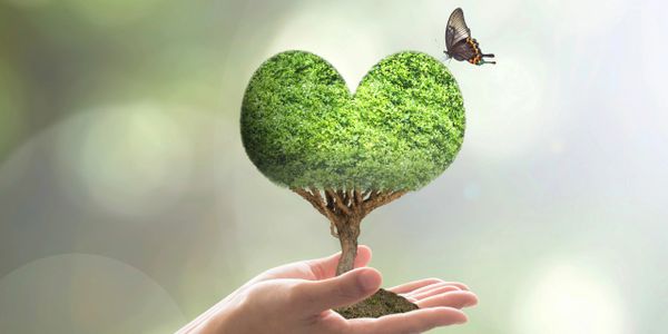 Hands holding a heart-shaped tree with a butterfly nearby.