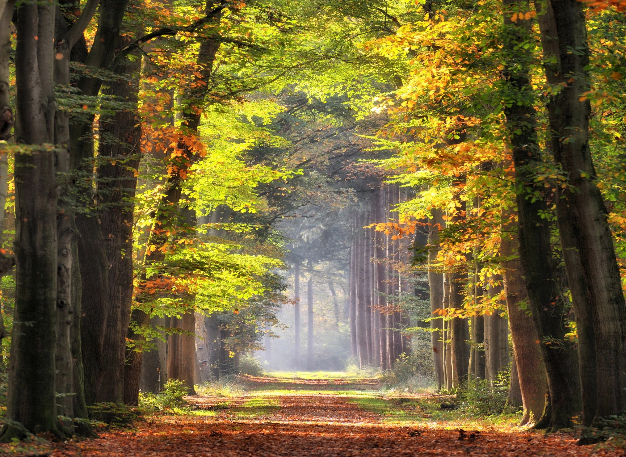 Sunlit forest path with autumn foliage in vibrant green and orange hues.
