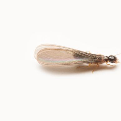 Close-up of a winged insect on a white background.