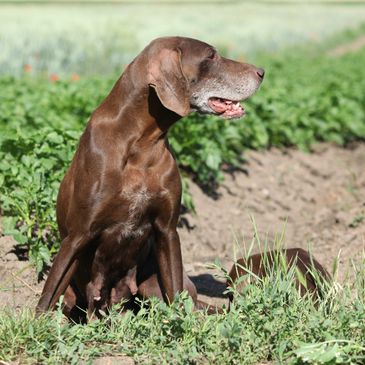 A brown dog sitting in a garden with greenery around.