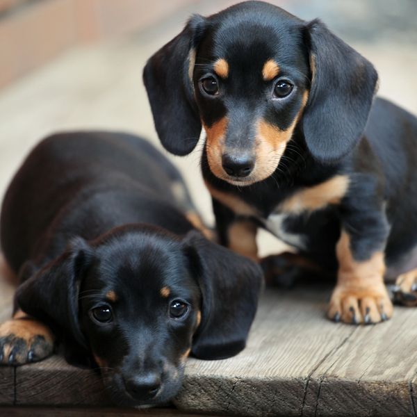 Two adorable black and tan dachshund puppies sitting on wooden floor.