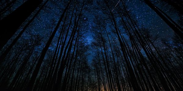 Starry night sky visible through tall, leafless trees in a dark forest.