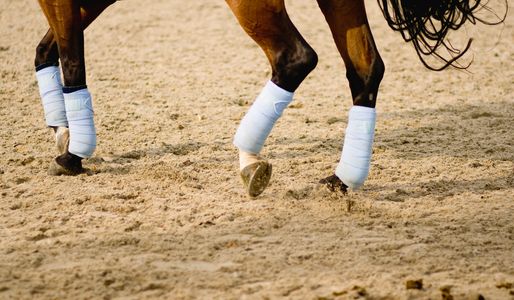 Close-up of a horse's legs with protective blue leg wraps on sandy ground.