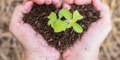Hands holding soil with a small green plant.