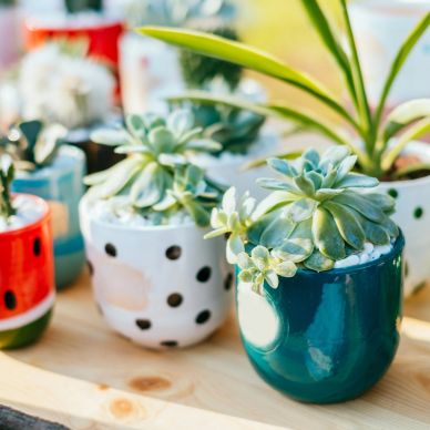 Succulent plants in colorful ceramic pots on a wooden surface.