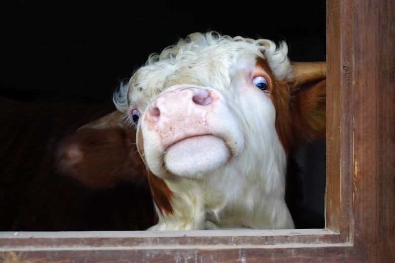 Portrait of a cow