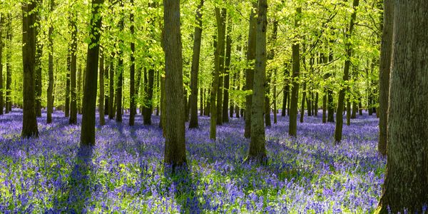 A forest floor covered in vibrant bluebells under green leafy trees.