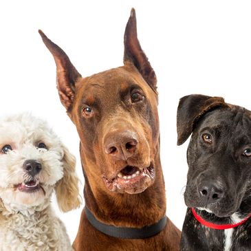 Dogs in WagMore Daycare and dog grooming Frascati Centre