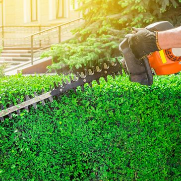 Bush trimming is essential for maintaining plant health and enhancing the aesthetics. Regular trimmi