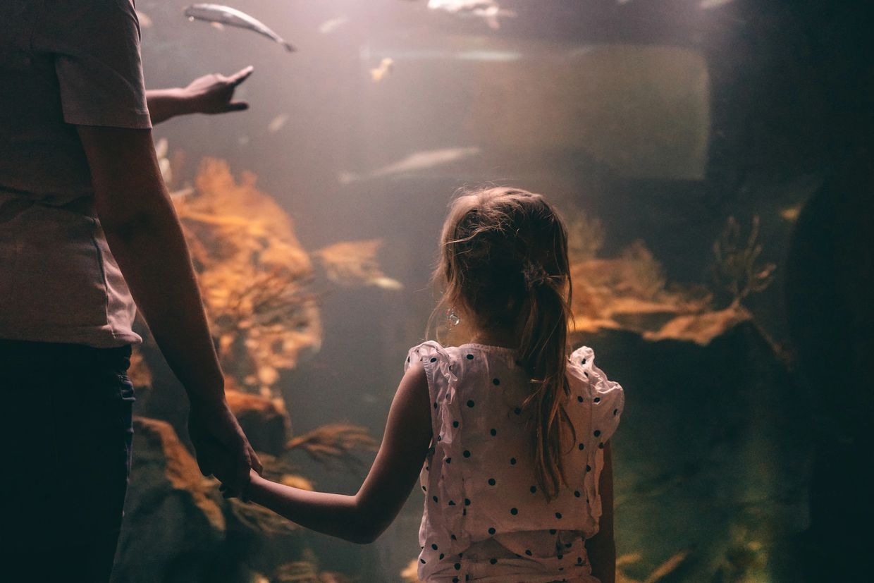 A child holding an adult's hand, watching fish in an aquarium.