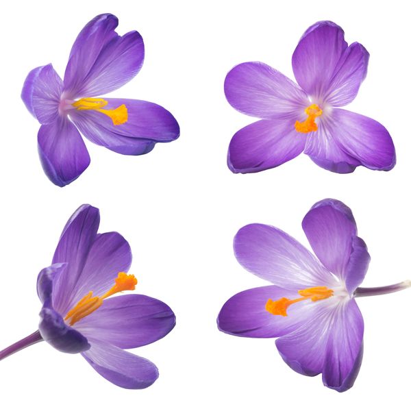 Four vibrant purple crocus flowers isolated on white background.