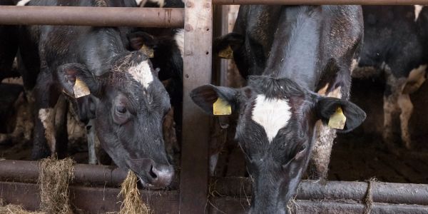 Two black and white cows in a barn eating hay.