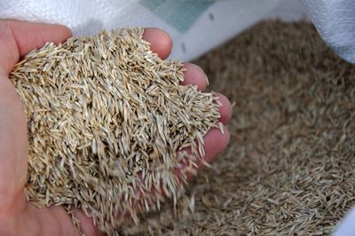 Hand holding and pouring raw rice grains from a sack.