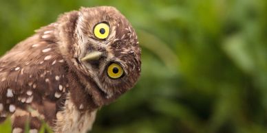 Owl tilting its head curiously with yellow eyes.