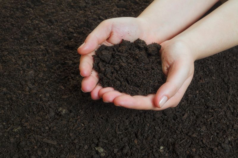 Hands holding a pile of soil above the ground