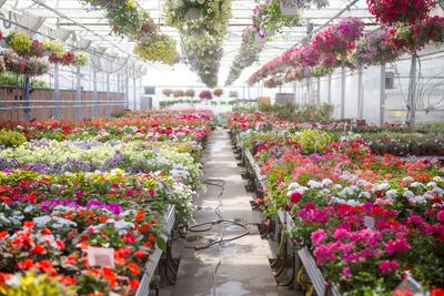 Healthy plants basking in sunlight.