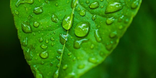 wet leaves, nature symbiosis