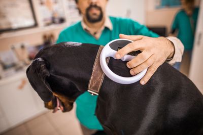 A veterinarian using a device on a black dog in a clinic.