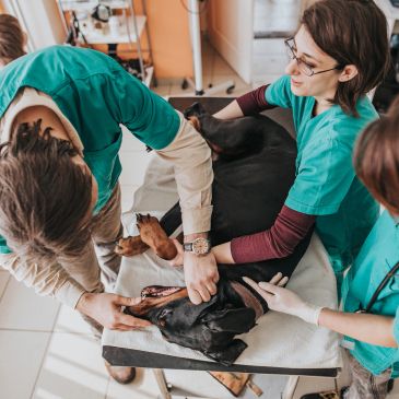 Veterinarios examinando a un perro en una clínica.