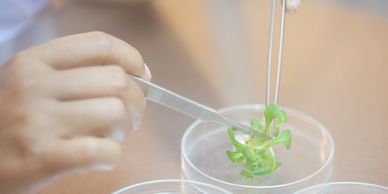 Scientist manipulating a small plant in a petri dish with tweezers and scalpel.