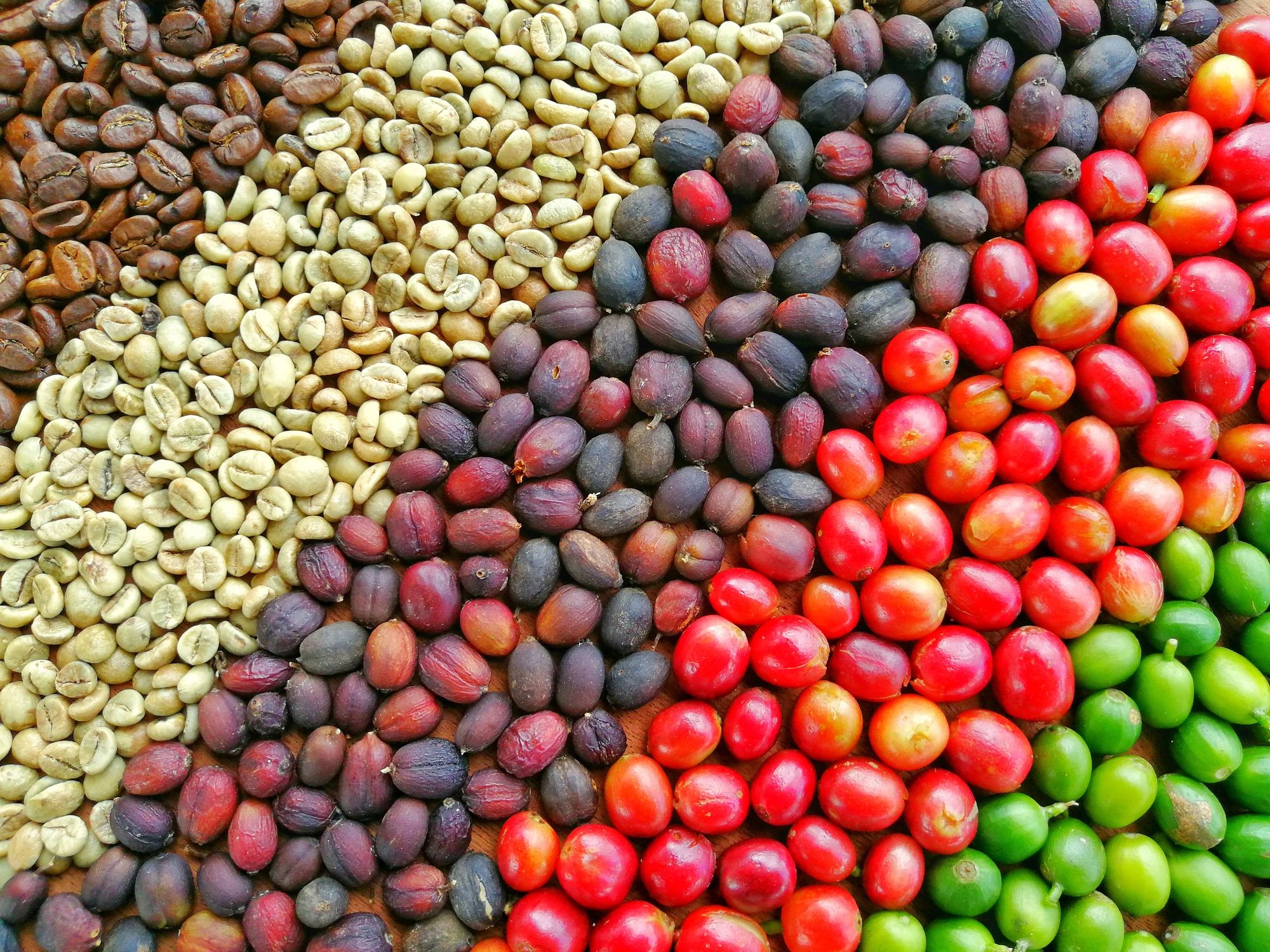 Various stages of coffee beans from green to roasted.
