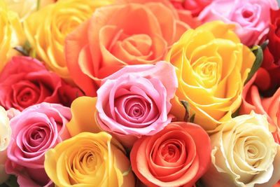 A vibrant bouquet of multicolored roses in full bloom.
