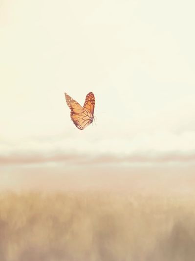 A monarch butterfly flies over a blurred field at sunrise.