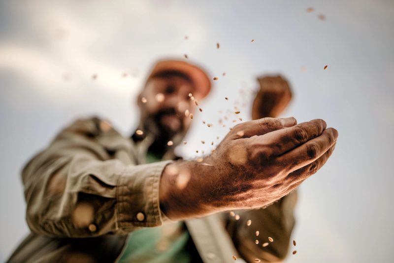 Photo of farmer's hands holding wheat grains in sunset