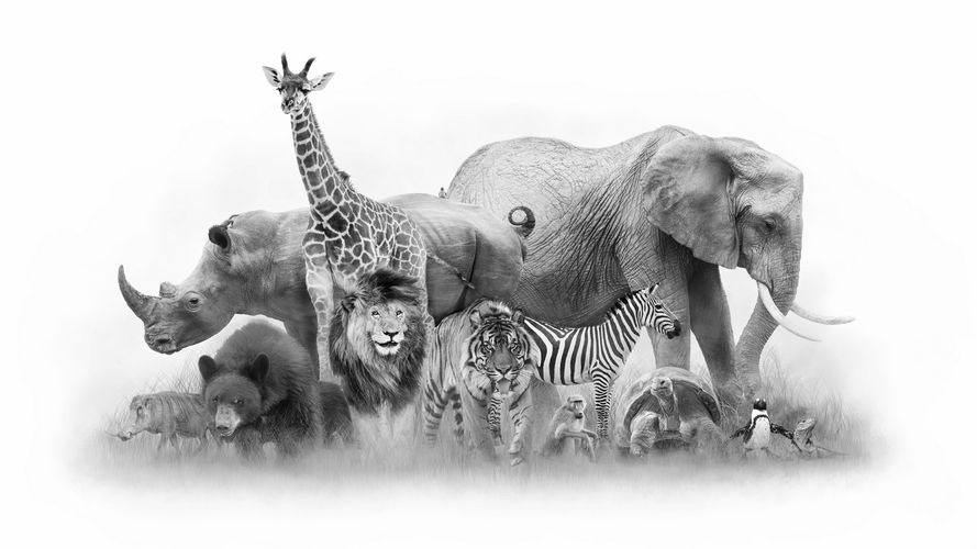 A diverse group of wild animals including an elephant, giraffe, lion, zebra, and more.