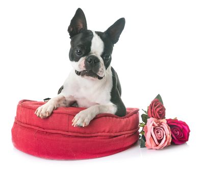Boston Terrier dog on red cushion with roses.