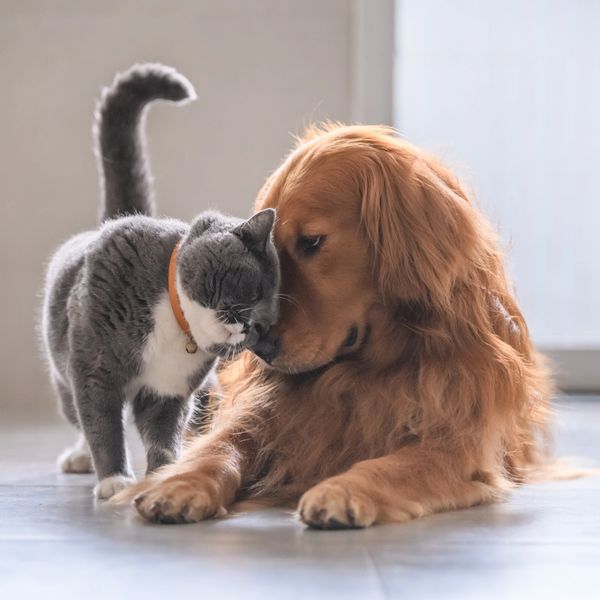 Dog and cat nuzzling each other