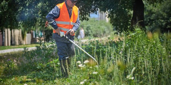 Worker trimming overgrown plants with a brush cutter.