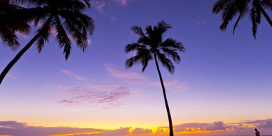 Tall palm trees silhouetted against a colorful sunset sky.