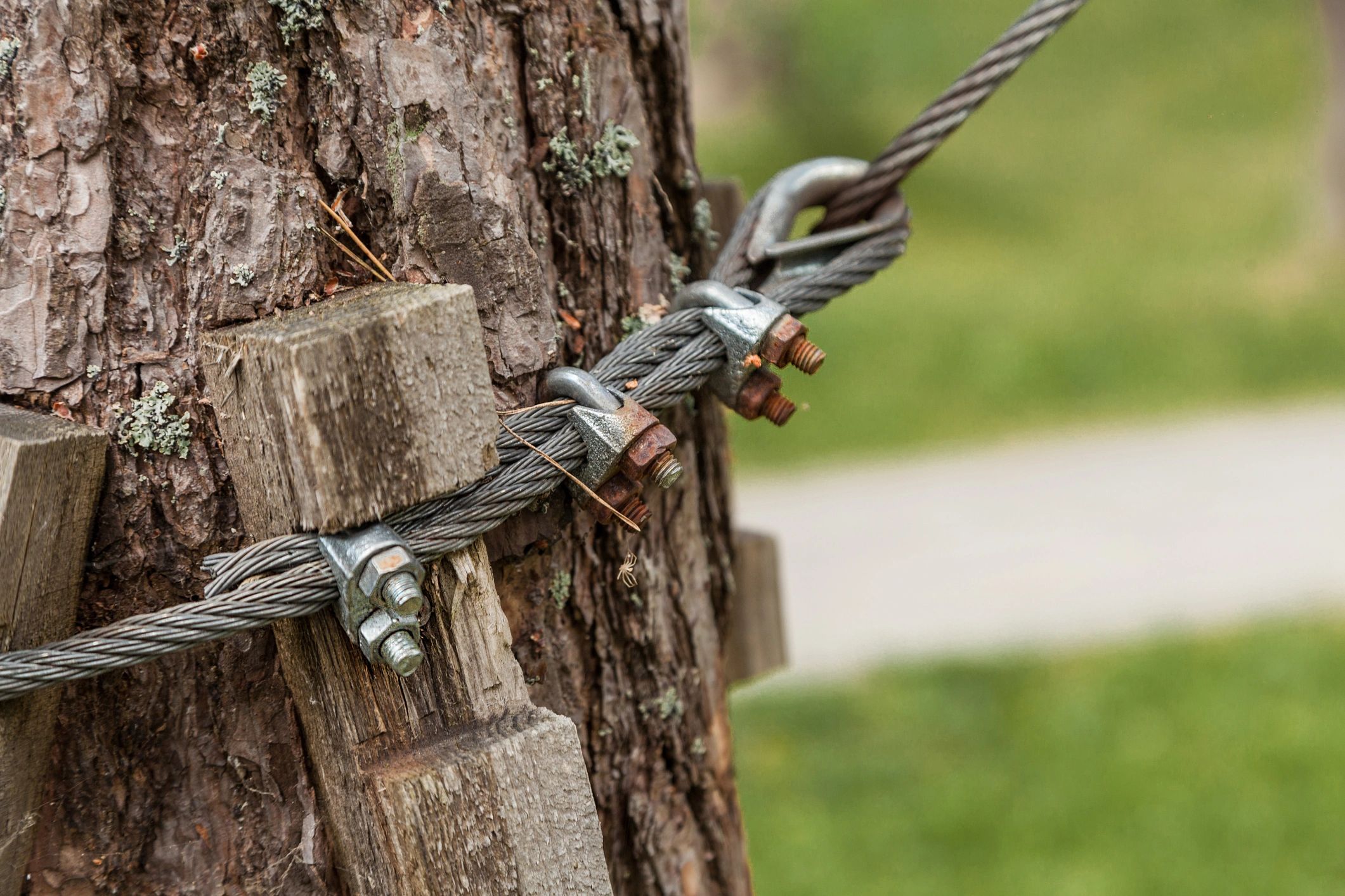 Metal wire cables secured to a tree.