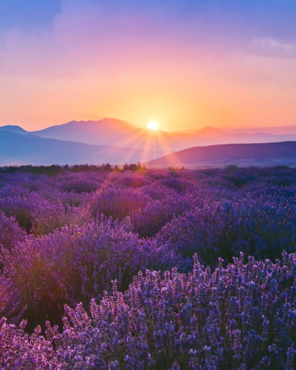 Sunset over a vast lavender field with purple blooms and distant mountains.