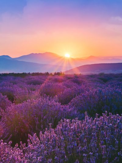 Sunrise over a lavender field with mountains in the background.
