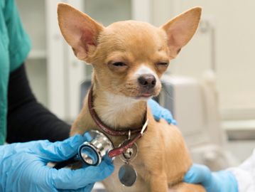smooth coat chihuahua at the vet for a health certificate