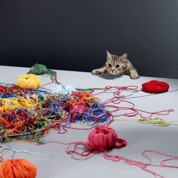 Curious cat reaching out to colorful tangled yarn on a table.